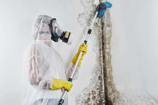 Best Health and Safety Mold Remediation in Ben Bolt, TX
