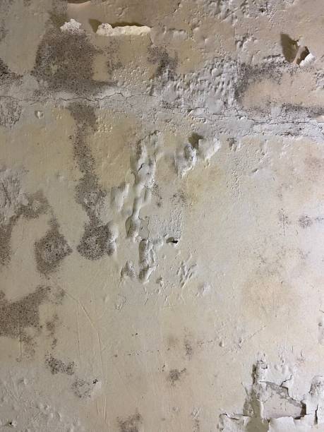 Best Post-Remediation Services in Ben Bolt, TX