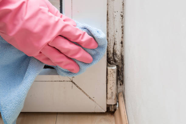 Best Emergency Mold Remediation in Ben Bolt, TX