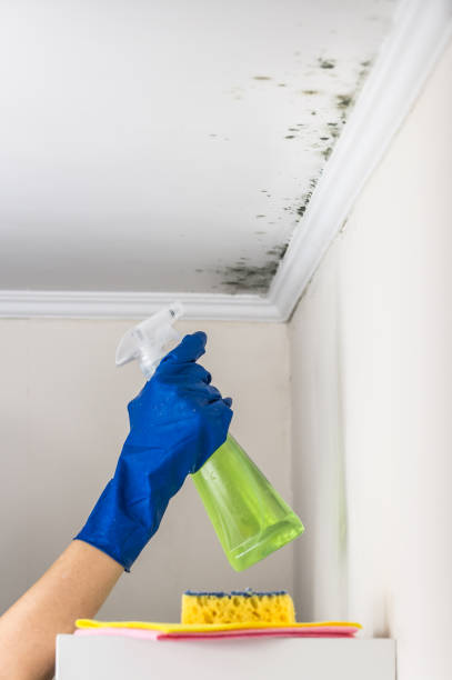 Best Industrial Mold Remediation in Ben Bolt, TX