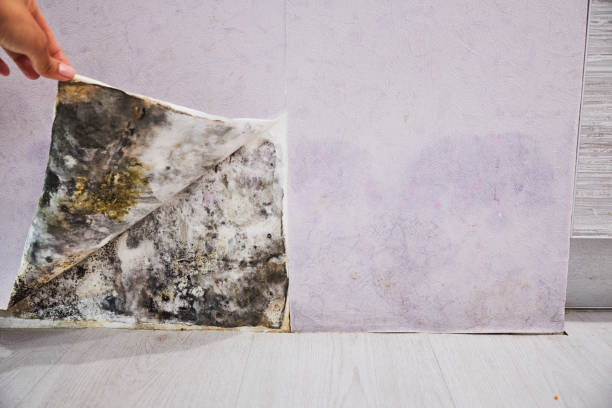 Best Mold Remediation for Specific Building Types in Ben Bolt, TX